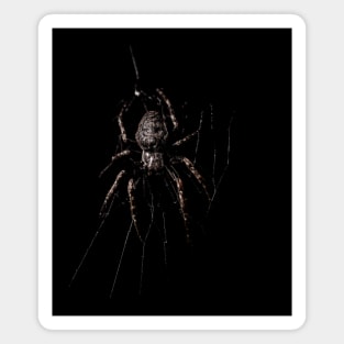 Spider Waterpixels Magnet